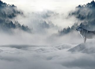 Czy zimą można jeździć na światłach dziennych? Czy zimą można jeździć na światłach dziennych?