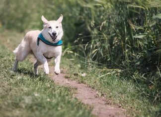 Ile można biegać w butach?
