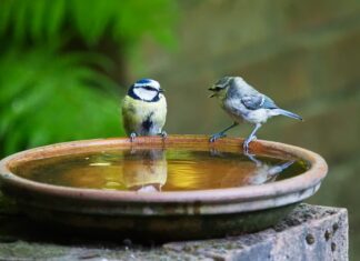 Jak się mówi po czesku kocham cię? Jak się mówi po czesku kocham cię?