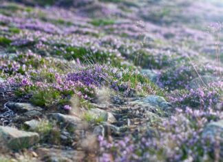 Czy wejście na Śnieżkę jest płatne?