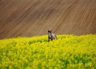 Ile człowiek może przetrwać pod lawiną?