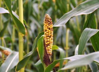 Jakich ćwiczeń unikać przy zwyrodnieniu kolan? Jakich ćwiczeń unikać przy zwyrodnieniu kolan?