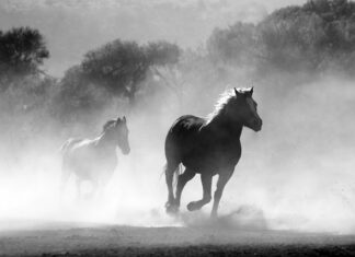 Czy w Czechach można palić papierosy na ulicy? Czy w Czechach można palić papierosy na ulicy?
